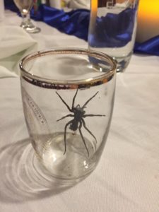 Belize spider