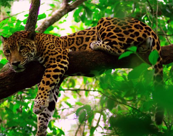 belize jaguar adventure