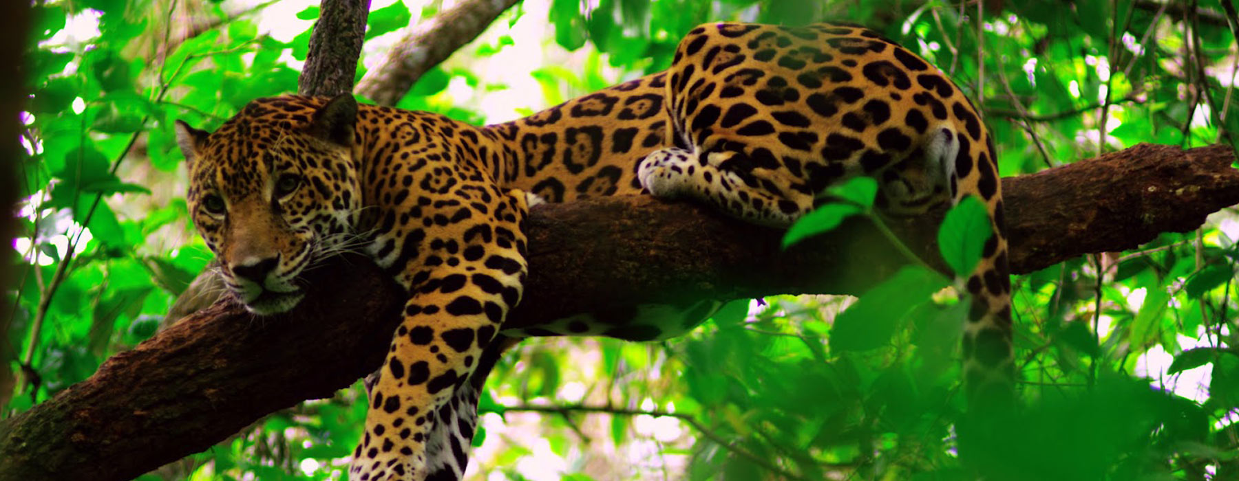 Belize jaguar adventure