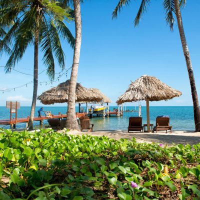 Tropical vines on Belize beach