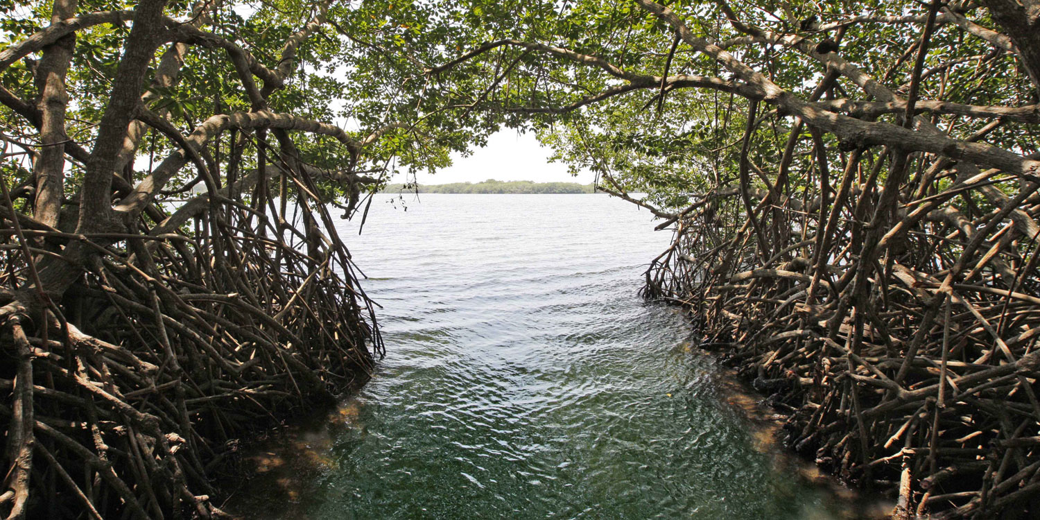 Belize estuary kayak