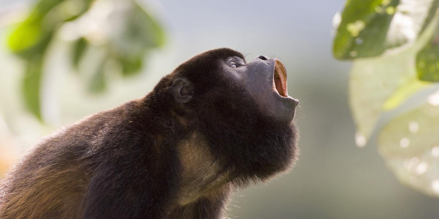 Belize howler monkey in tree