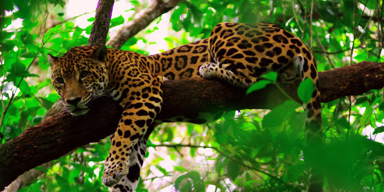 Belize jaguar adventure