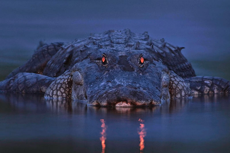 Belize crocodile hunt