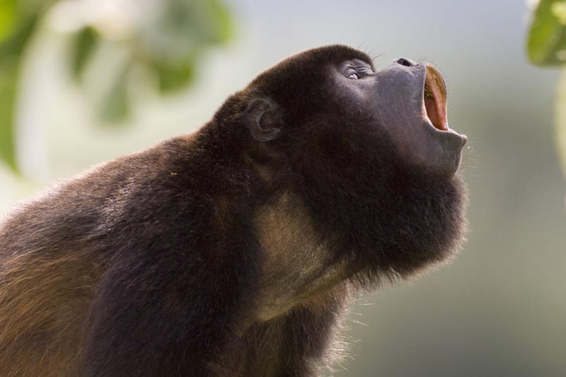 Belize howler monkey in tree