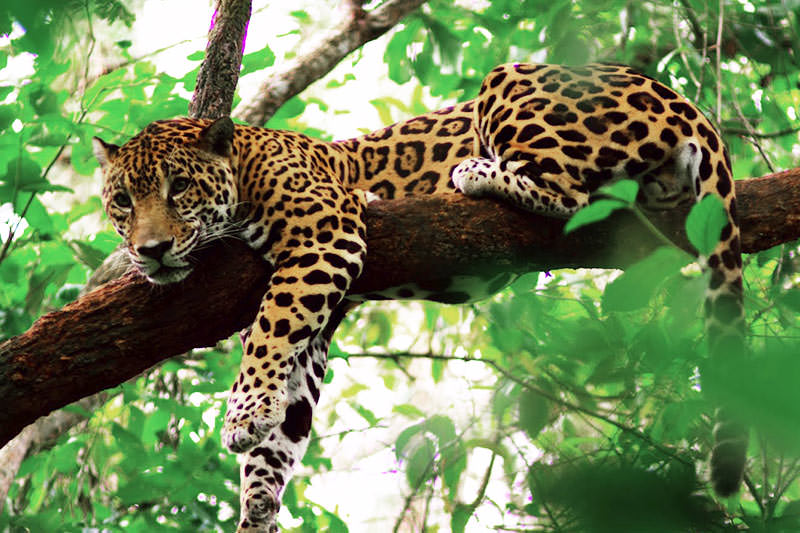 Belize jaguar adventure