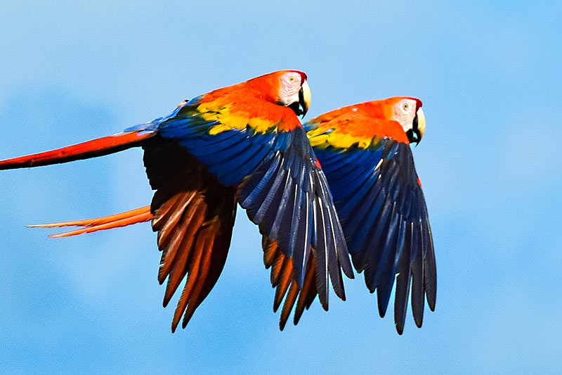 Belize scarlet macaw