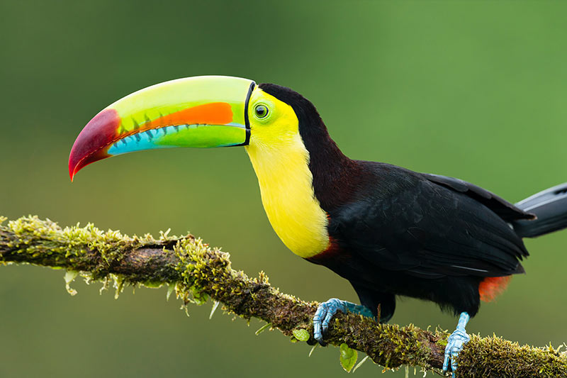 Belize toucan