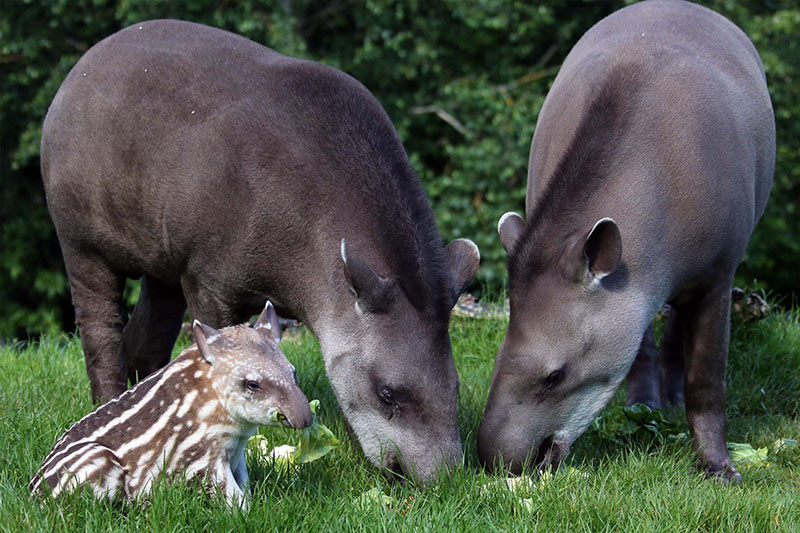 Belize zoo