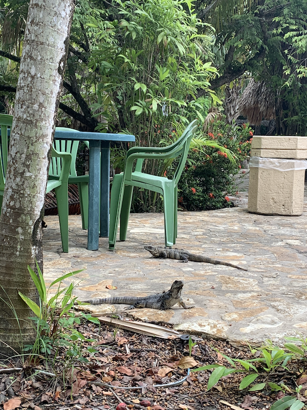 Iguanas walking around park