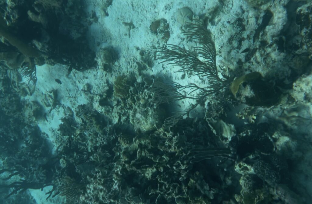 Underwater photo of reef